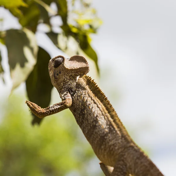 El camaleón marrón de Oustalet saltando en Madagascar — Foto de Stock
