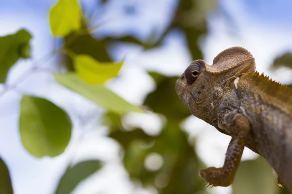 El camaleón marrón de Oustalet saltando en Madagascar — Foto de Stock