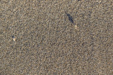 Üzerinde kahverengi sahil kumu kamufle yengeç