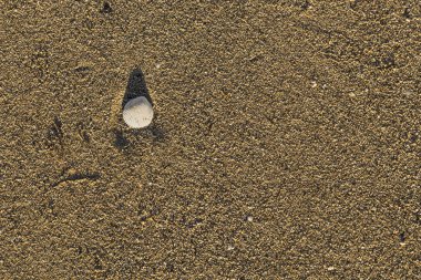 Beyaz deniz kabuğu kahverengi kum plaj doku