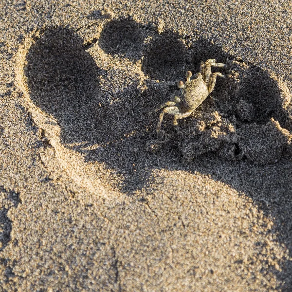 茶色の砂浜に足跡に隠れているカニ — ストック写真