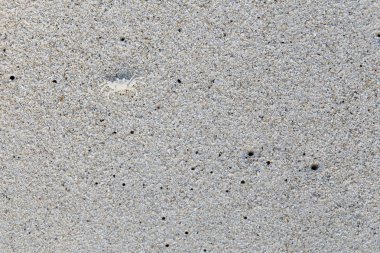 Beyaz beyaz kum plaj üzerinde kamufle Yengeç