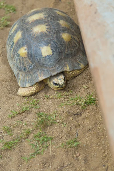 Madagascar Turtle cornered on a wall — Stock Photo, Image