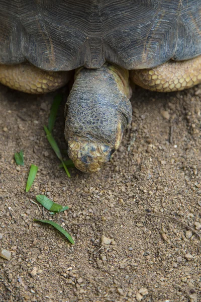 Madagaskar endemische Schildkrötenkopf aus nächster Nähe — Stockfoto