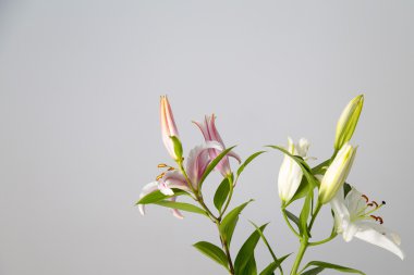 Gri bir arka plan üzerinde kırmızı ve beyaz çiçek buketi