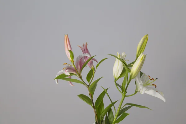 Buquê de flores vermelhas e brancas em um fundo cinza — Fotografia de Stock