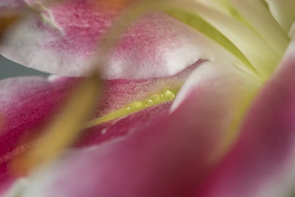Kwiat różowe lilia makro jeszcze z słupek i płatki — Zdjęcie stockowe