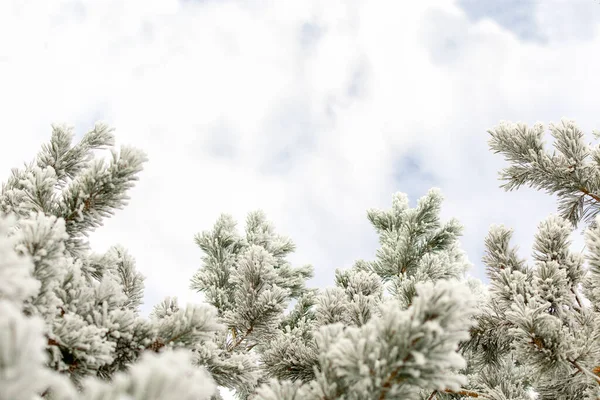 Winter cold background - pine branch with green needles covered with white frosty hoarfrost and snow in the forest on a cloudy day. Frozen plants after snowfall close-up.