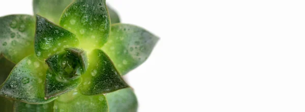 Echeveria Zamatos Növény Zöld Zamatos Levelek Vízcseppek Közelről Egzotikus Kaktusz — Stock Fotó