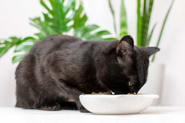 Siyah kedi beyaz mutfağın zeminindeki bir kaseden kuru yiyecekler yer, kedi sağIıklı beslenme, akşam yemeği, bakım ve evcil hayvan besleme seçenekleri. Evcil hayvanlar besleniyor.