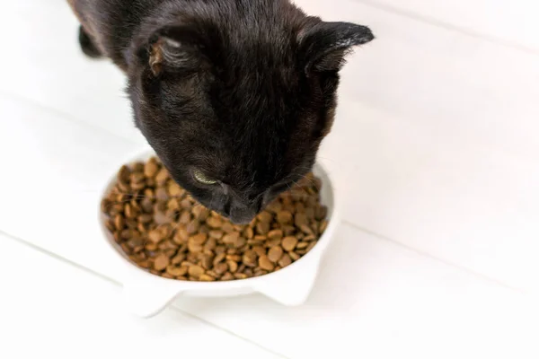 Beyaz bir mutfakta, yerde duran bir kaseden kuru yiyecek yiyen kara kedi. Kedi sağlıklı beslenme, akşam yemeği, bakım ve evcil hayvanı besleme. Evcil hayvanlar besleniyor.