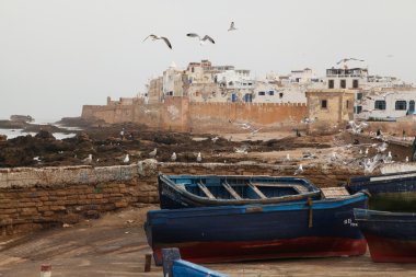 Essaouira içinde martılar