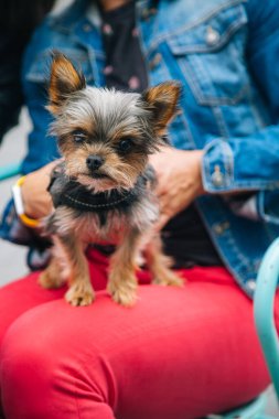 Sahibinin bacaklarında sevimli Yorkshire Teriyeri köpeği. Tanınmayan insanlar