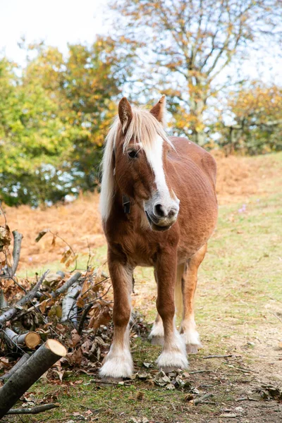 Brown White Mane Percheron Horse Next Trunks Field Autumn — Stock Photo, Image