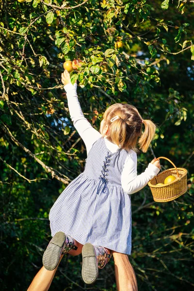 Papa helpen todler appels plukken van boom — Stockfoto