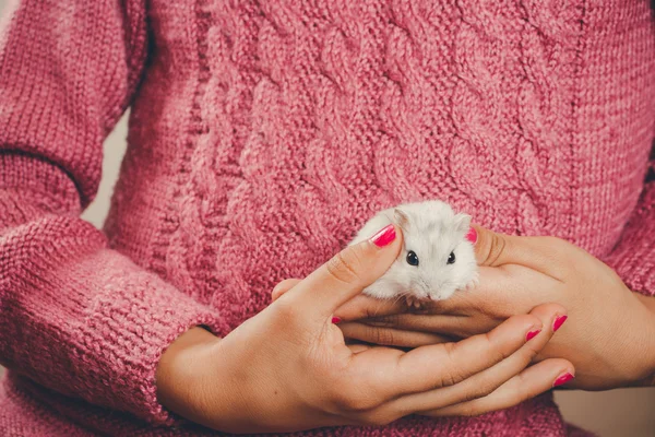 Hamster branco em mãos de menina — Fotografia de Stock