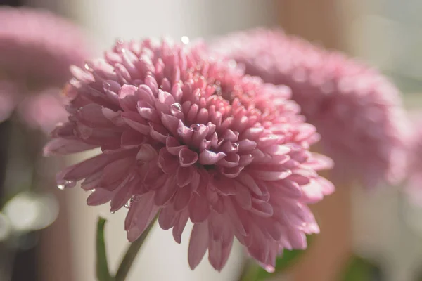 Flores Púrpuras Grandes Crisantemo Flor Jardín Otoño Diseño Del Paisaje —  Fotos de Stock