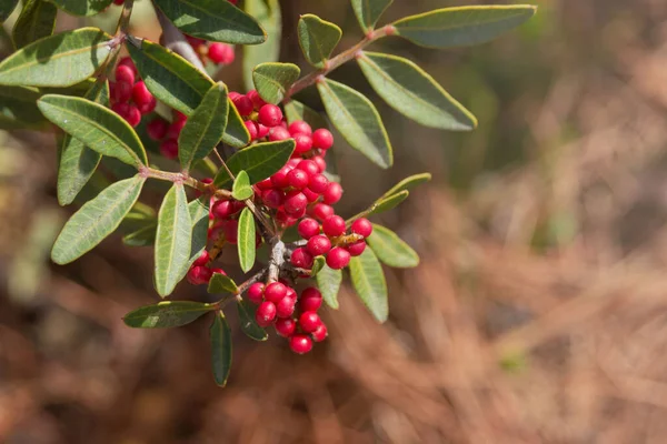 Röda Frukter Mastixträdet Pistacia Lentiscus Närbild Växten Används Inom Medicin — Stockfoto