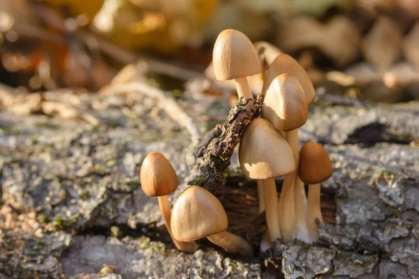 Family Small Porcini Mushrooms Psathyrella Dry Tree Conditionally Edible Mushrooms — Stock Photo, Image