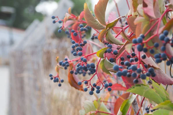 Pequeños Frutos Azules Del Partenociso Planta Trepadora Ornamental Jardinería Diseño — Foto de Stock