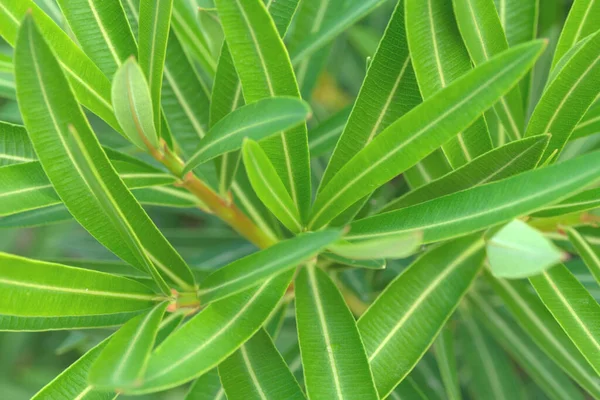 Folhas Verdes Jovens Nerium Oleander Fecham Arbusto Venenoso Sempre Verde — Fotografia de Stock