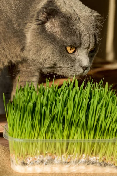 Egy Házi Skót Macska Zöldbúzát Eszik Háziállatok Számára Termesztett Zöldségek — Stock Fotó