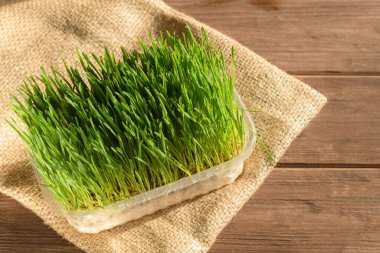 Tahta bir arka planda plastik bir kabın içinde filizlenmiş buğday taneleri. Evde mikro yeşillik filizlenmesi. Vejetaryen ve sağlıklı gıda konsepti. Doğal yiyecek..