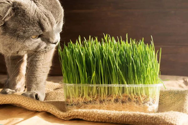 国内のスコットランドの猫は緑の発芽した小麦の芽を食べる ペット用の緑の栽培 ストックフォト