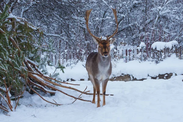 Красивый Молодой Cervus Elaphus Около Сосновых Ветвей Зимнем Лесу — стоковое фото