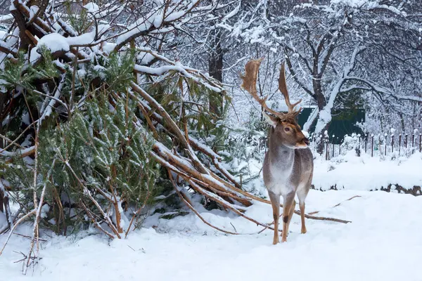 Красивый Молодой Cervus Elaphus Около Сосновых Ветвей Зимнем Лесу — стоковое фото