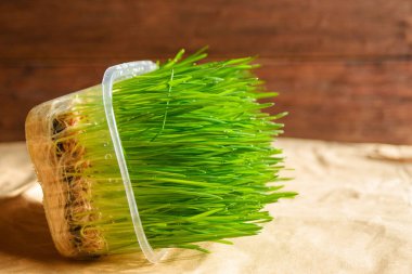 Kağıt üzerinde plastik bir kabın içinde filizlenmiş buğday taneleri. Evde mikro yeşillik filizlenmesi. Vejetaryen ve sağlıklı gıda konsepti. Doğal yiyecekler. Yakın çekim..