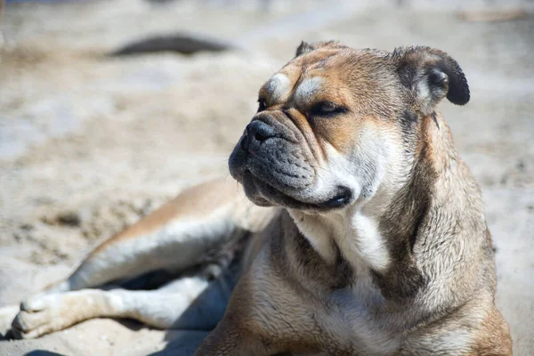 Eski İngiliz Mastiff cinsinin büyük bir köpeği bir yürüyüşten sonra kumun üzerinde yatar. Evcil hayvanlar.
