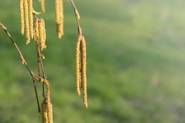 Baharda Uzun Sarı Huş Ağaçları Çiçek Açar — Stok fotoğraf