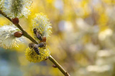 Arılar bahar başında salya çiçeklerinden nektar toplarlar. Bahçe için süs çiti. Arıcılık. Kapat..