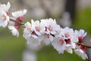 İlkbaharın başlarında kayısı kokulu büyük beyaz çiçekler. Çiçek açarken meyve ağacı eriği. Bahçıvanlık. Bahar geldi.