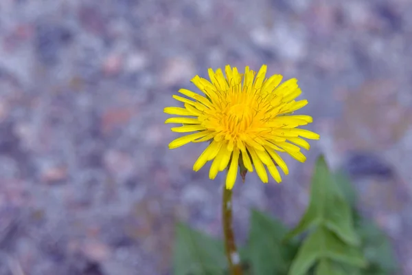 Big Yellow Dandelion Flower Medicinal Plant Taraxacum — Stock Photo, Image