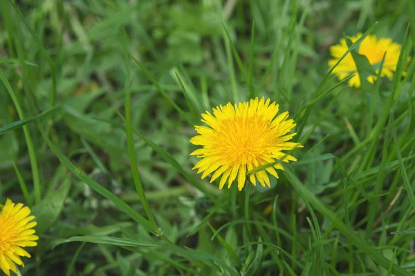 Büyük Sarı Karahindiba Çiçeği Laç Fabrikası Taraxacum — Stok fotoğraf