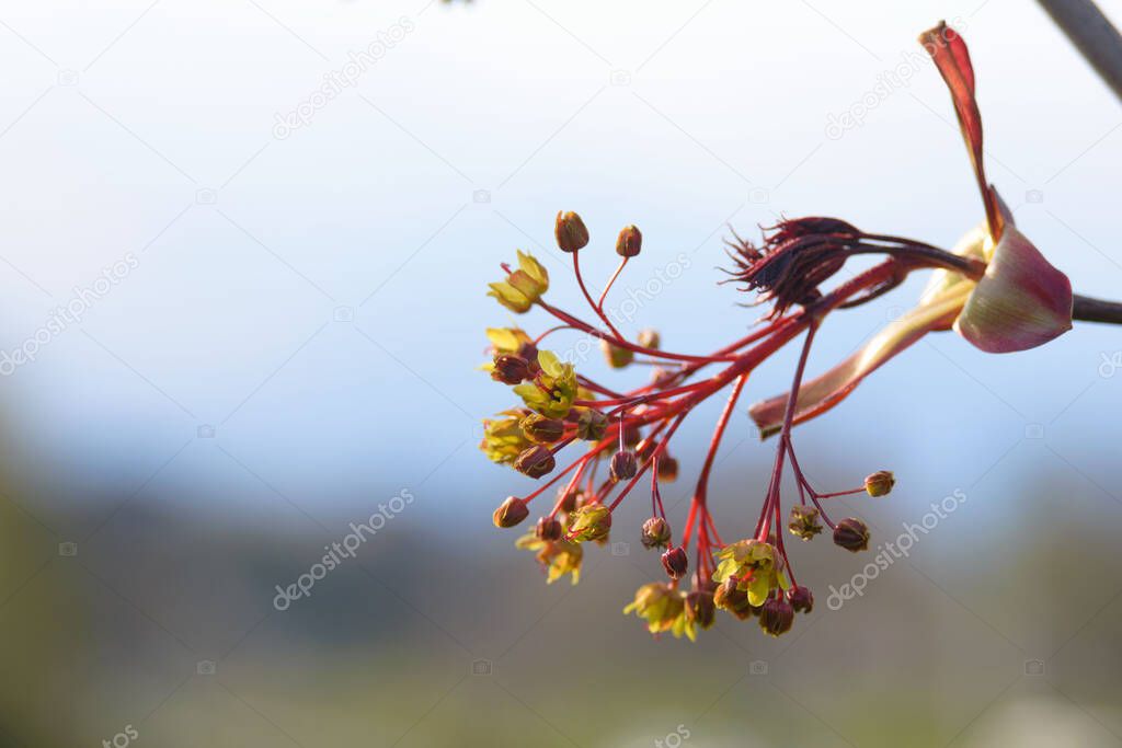 Acer carpinifolium flower bud in early spring. Closeup.