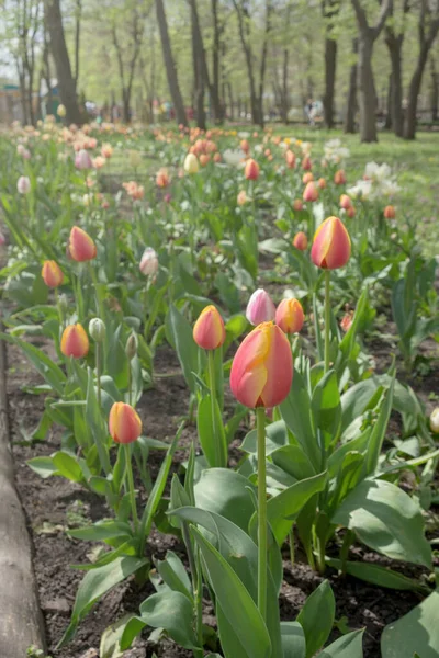 Bunte Frühlingsblumen Park Vorfrühling Tulpen Narzissen Und Wildkräuter Der Sonne — Stockfoto