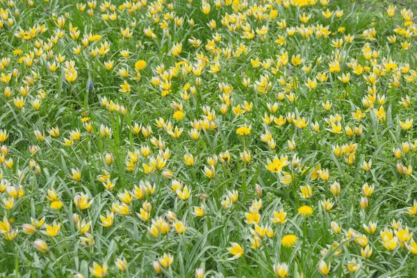 Heldere Gele Bloemen Van Lenteplant Tulipa Sylvestris Het Park Voorjaarstijd — Stockfoto