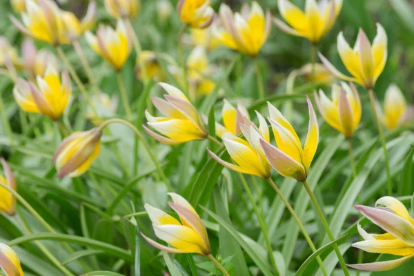 Flores Amarelas Brilhantes Planta Primavera Tulipa Sylvestris Parque Hora Primavera — Fotografia de Stock