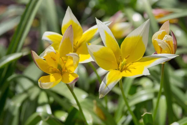 Flores Amarelas Brilhantes Planta Primavera Tulipa Sylvestris Parque Hora Primavera — Fotografia de Stock