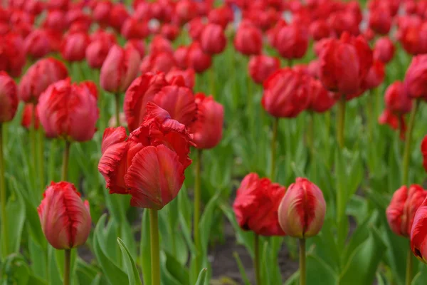 Parktaki Bahar Dekoratif Lale Çiçeğinin Parlak Kırmızı Çiçekleri Bahçe Peyzaj — Stok fotoğraf