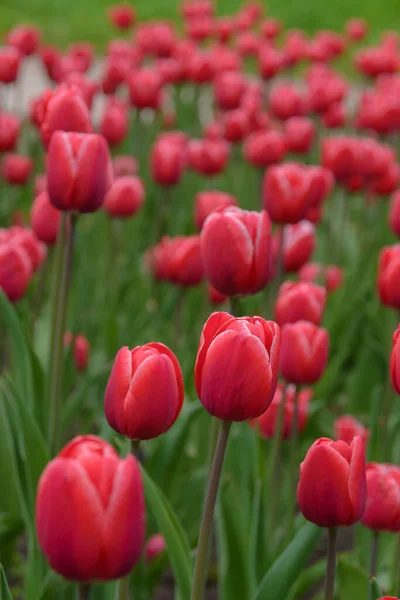Ярко Красные Цветы Весеннего Декоративного Растения Тюльпан Парке Садоводство Ландшафтный — стоковое фото