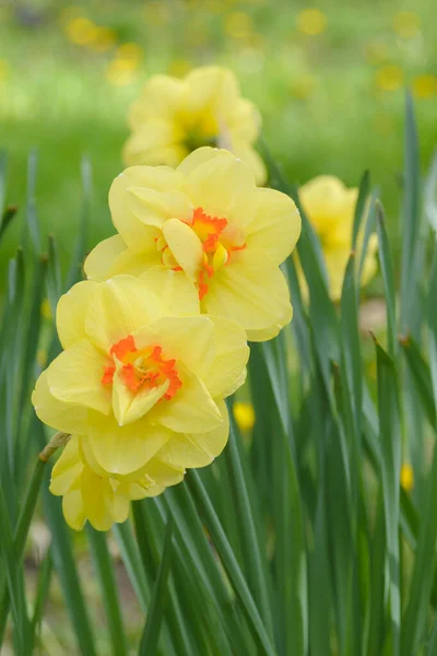 Amarelo Grande Primavera Narciso Flores Fundo Grama Verde Parque Paisagismo — Fotografia de Stock