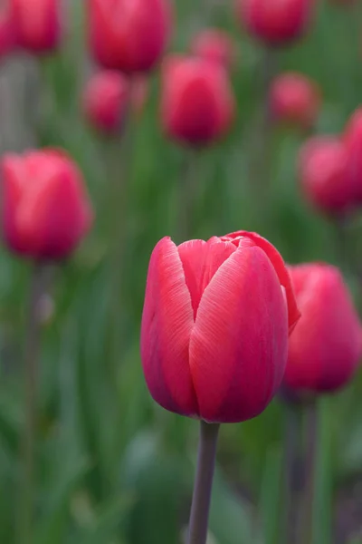 Fleurs Rouge Vif Plante Décorative Printemps Tulipe Dans Parc Jardinage — Photo