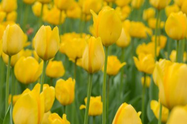 Parktaki bahar dekoratif bitkisinin parlak sarı çiçekleri. Bahçe ve peyzaj tasarımı.