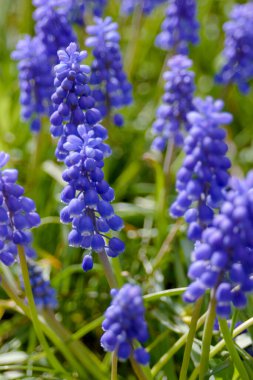 Baharın başında çiçek tarhında Muscari Ermeniacum 'un mavi çanları. Narin bahar bahçesi çiçekleri. Peyzaj tasarımı.