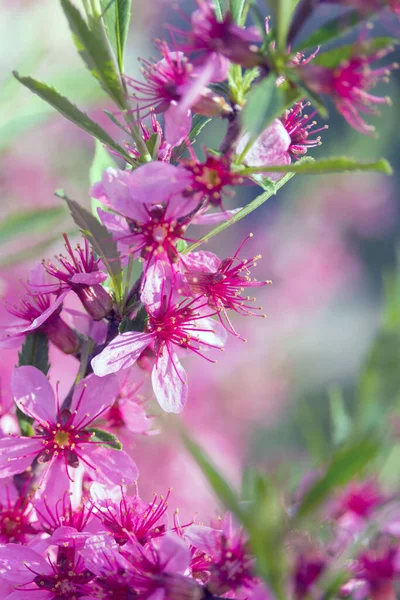 Λεπτά Ροζ Λουλούδια Prunus Persica Στο Φως Του Ήλιου Ανθισμένα — Φωτογραφία Αρχείου