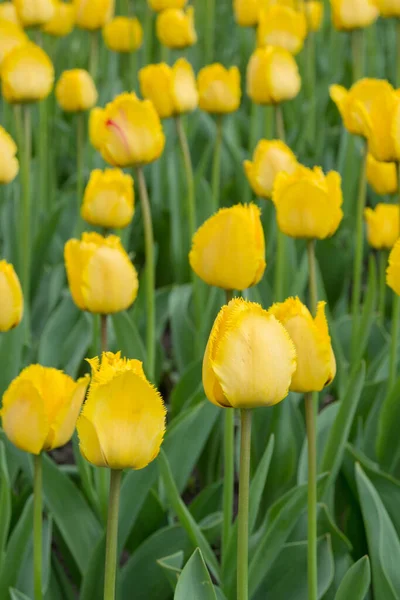 Leuchtend Gelbe Blüten Der Frühlingsdekoration Tulpe Park Garten Und Landschaftsplanung — Stockfoto